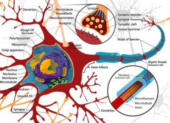 Diagram of a neuron – Wikipedia