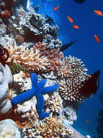 Coral Reef Ecosystem - Source Wikipedia