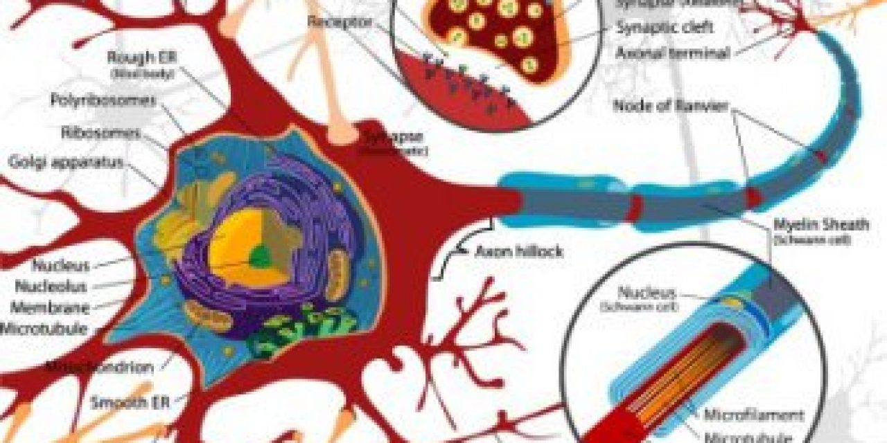 Diagram of a neuron – Wikipedia